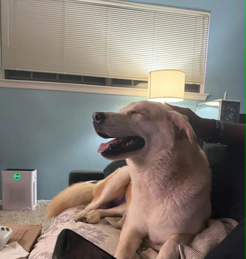 An adult medium-sized female Yellow / Tan / Blond / Fawn Labrador Retriever dog named Lily for adoption in Temple, TX