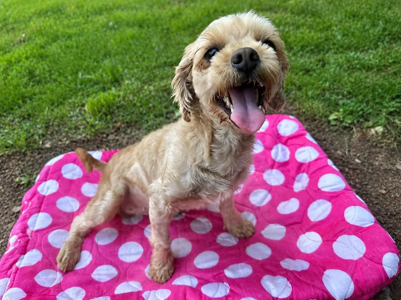 An adult small-sized female Poodle dog named Luna May for adoption in Pacolet, SC