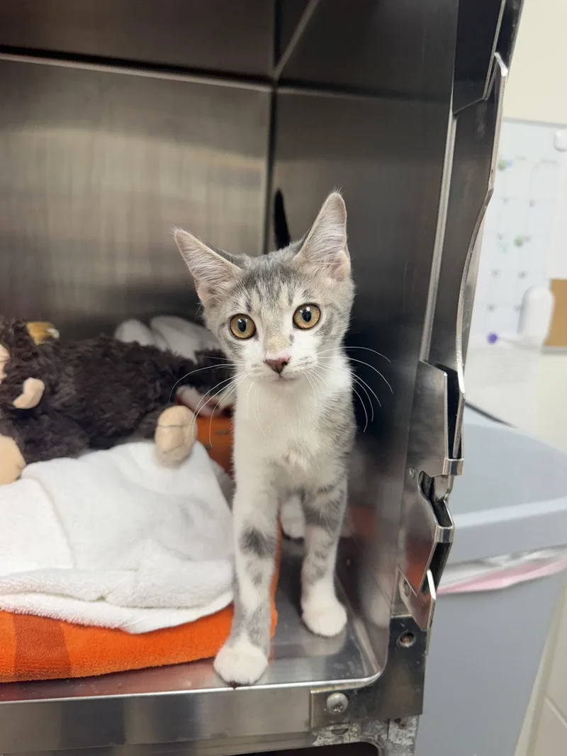 A baby medium-sized female Gray & White Domestic Short Hair cat named Whisper for adoption in Hilton Head Island, SC