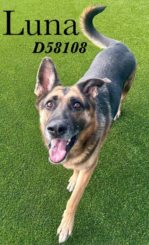 A senior medium-sized female German Shepherd Dog dog named Luna for adoption in Clarksville, TN