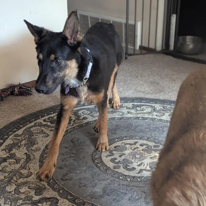 A young medium-sized male Black Mixed Breed dog named Luke for adoption in Bismarck, ND