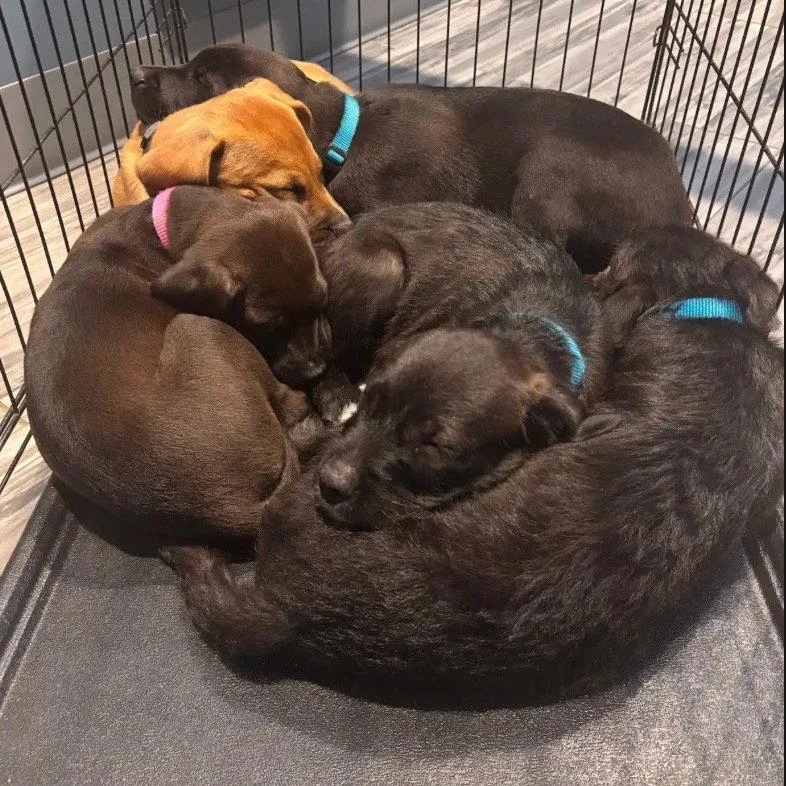 A baby medium-sized female Labrador Retriever dog named Sienna for adoption in Dallas, TX
