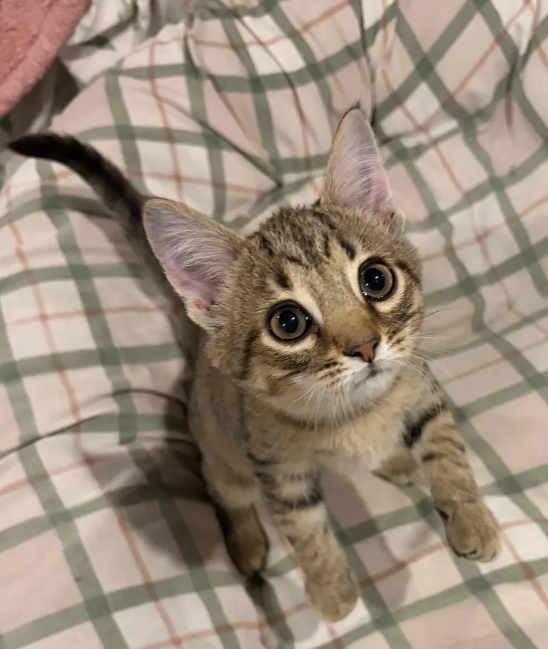 A baby medium-sized male Domestic Short Hair cat named Onion for adoption in Rootstown, OH