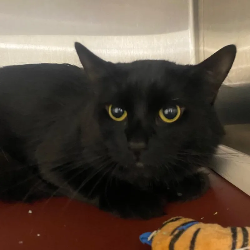 A young medium-sized male Domestic Long Hair cat named Jerry for adoption in Fall River, MA