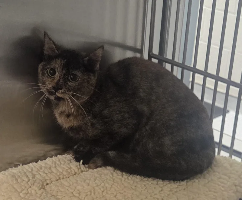 A young medium-sized female Tortoiseshell Domestic Short Hair cat named Louise for adoption in Allen, TX