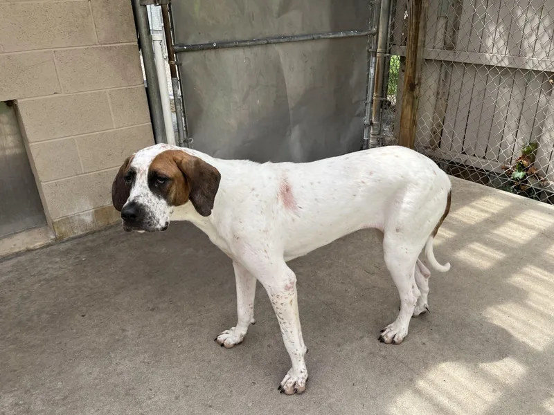 A young extra large-sized female Great Dane dog named Ginger for adoption in Pine Beach, NJ
