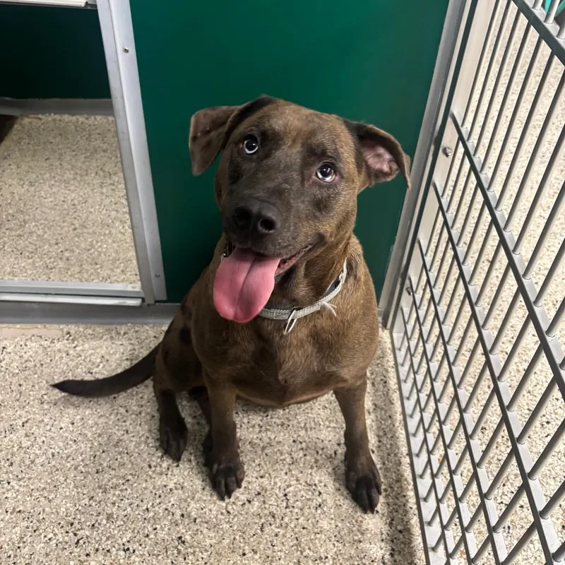 An adult large-sized female Catahoula Leopard Dog dog named Samantha for adoption in Milan, IL