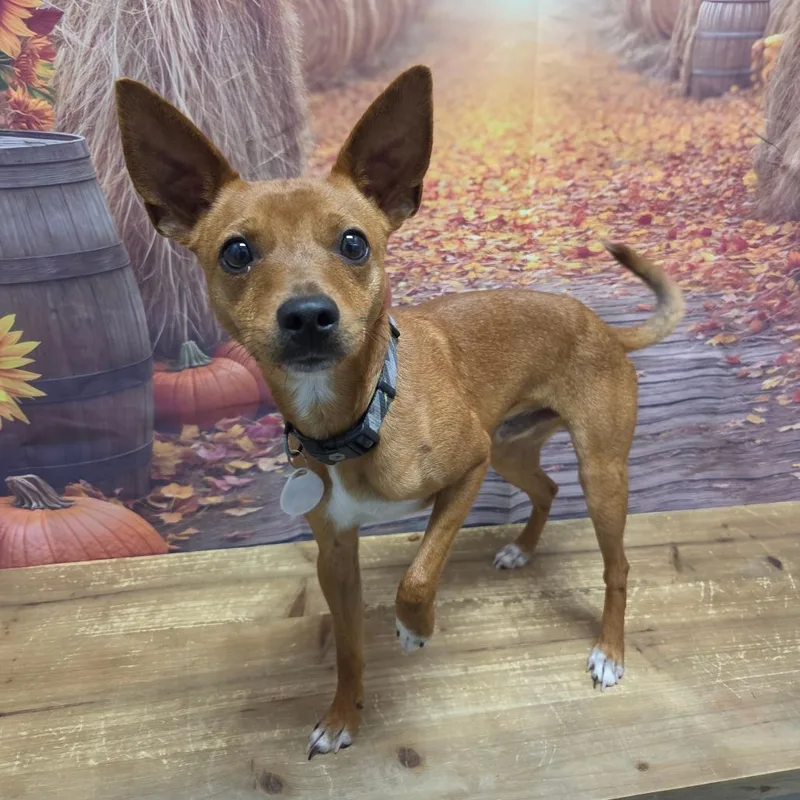 A baby small-sized male Chihuahua dog named Howie for adoption in Normal, IL