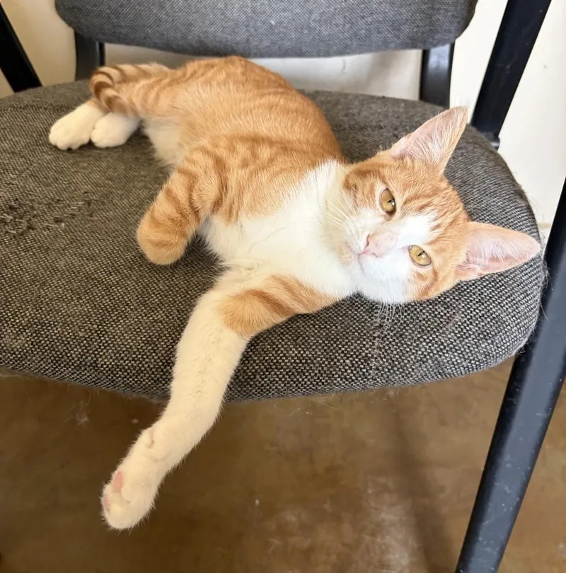 A baby medium-sized male Orange & White Domestic Short Hair cat named Patterson for adoption in Challis, ID