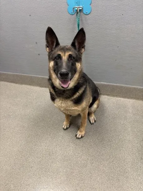 An adult large-sized female German Shepherd Dog dog named Delilah for adoption in Las Vegas, NV