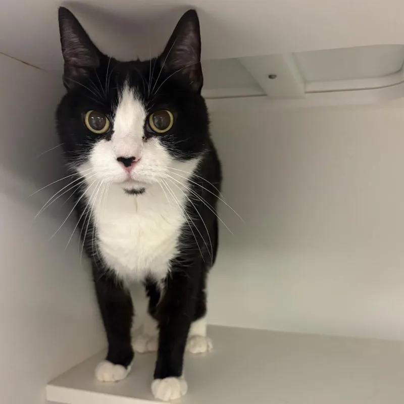 A senior medium-sized female Black Domestic Short Hair cat named Penelope for adoption in Philadelphia, PA