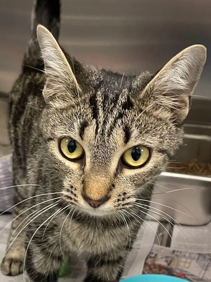 An adult medium-sized female Domestic Short Hair cat named Zara for adoption in Covington, VA