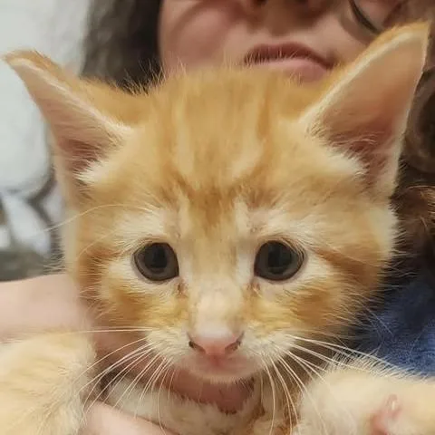A baby small-sized male Orange / Red Domestic Short Hair cat named Leo for adoption in Shinnston, WV