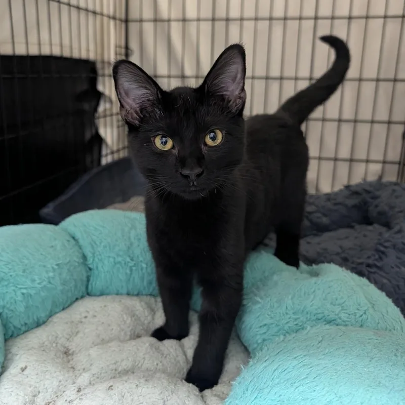 A baby small-sized male Black Domestic Short Hair cat named Crock Pot for adoption in Detroit Lakes, MN