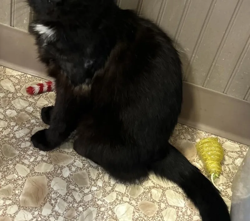 An adult medium-sized male Black Domestic Medium Hair cat named Midnight for adoption in Richmond Dale, OH
