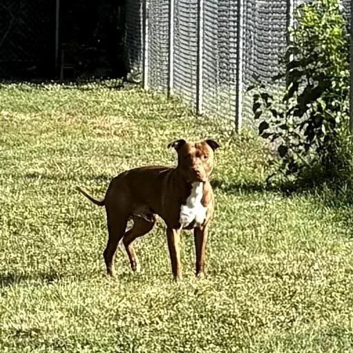 An adult small-sized male Brown / Chocolate Pit Bull Terrier dog named Prince for adoption in Ridgely, MD