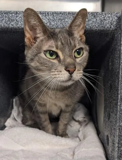 A senior medium-sized female Domestic Short Hair cat named Hannah for adoption in Daytona Beach, FL