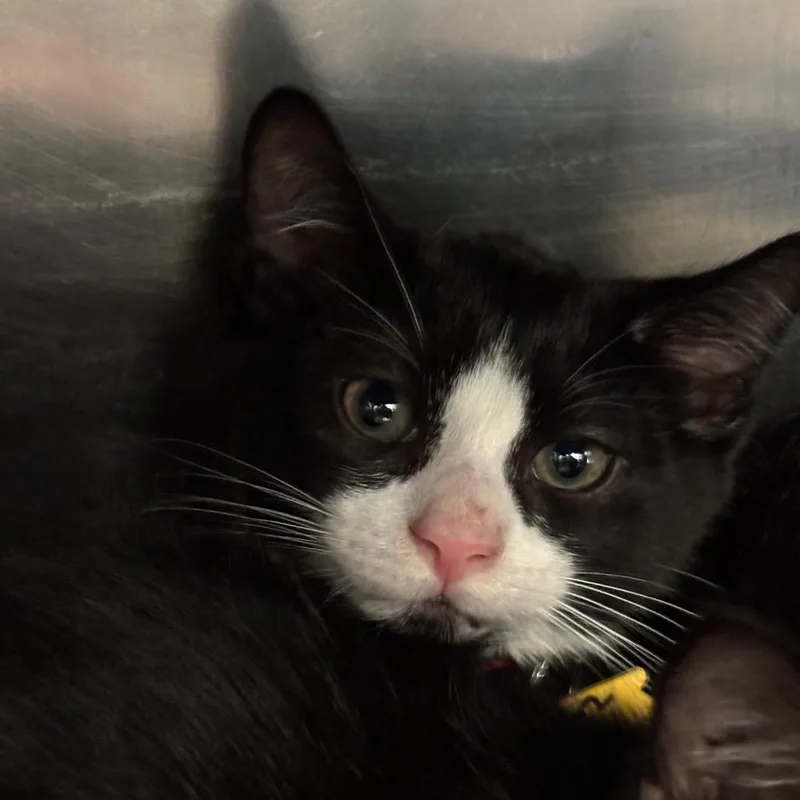 A baby small-sized male Black Domestic Short Hair cat named Mozzarella Stick for adoption in Springfield, MA