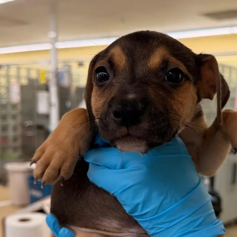 A baby small-sized male Brindle Mixed Breed dog named Heath for adoption in West Palm Beach, FL
