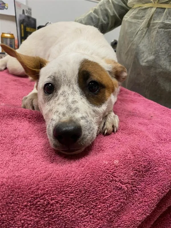 A baby small-sized female Akita dog named Sideways for adoption in Vancouver, WA