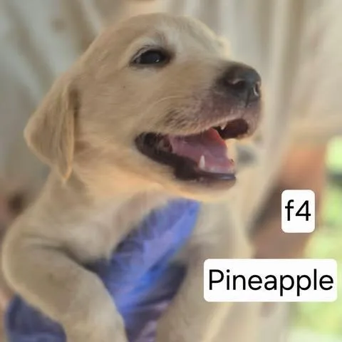 A baby small-sized female Yellow Labrador Retriever dog named Pineapple for adoption in Dover, AR