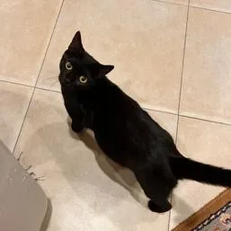 An adult medium-sized female Black Domestic Short Hair cat named Winnie for adoption in West Palm Beach, FL