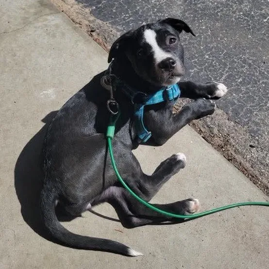 A baby medium-sized female Black Pit Bull Terrier dog named Gabby for adoption in Kentwood, MI