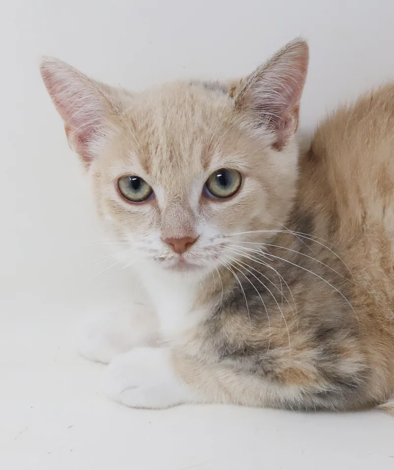 A baby small-sized male Dilute Calico Torbie cat named Cayenne  SUPER SUPER for adoption in Bedford Hills, NY