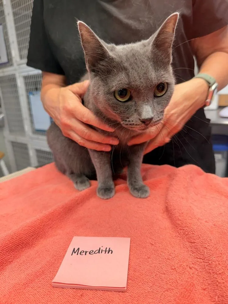 Meredith