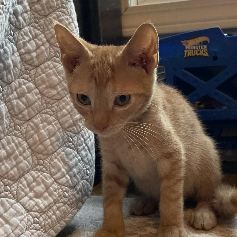 A baby medium-sized male Domestic Short Hair cat named Styx for adoption in Candler, NC