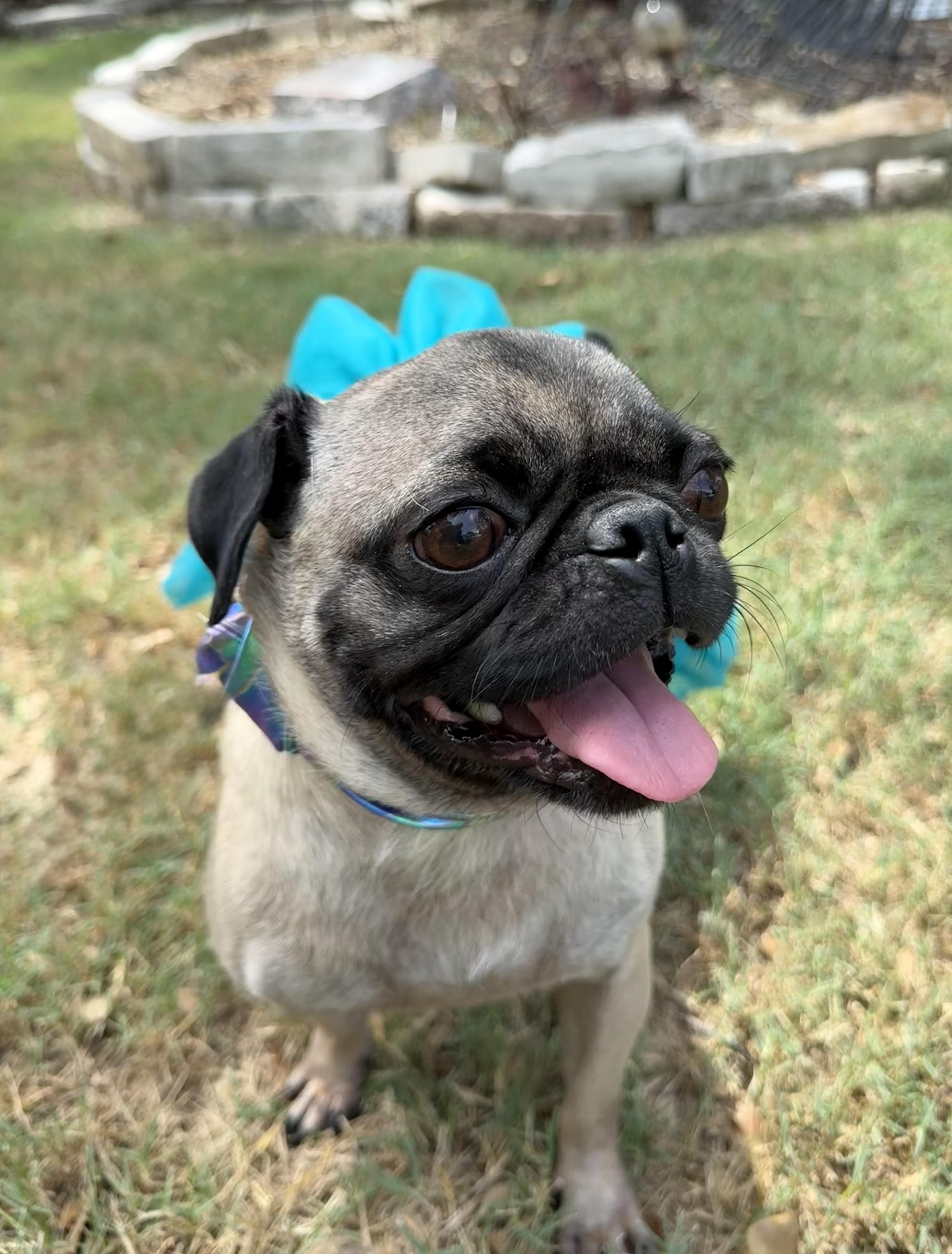 An adult small-sized female Yellow / Tan / Blond / Fawn Pug dog named Paige the small bossy for adoption in Lockhart, TX