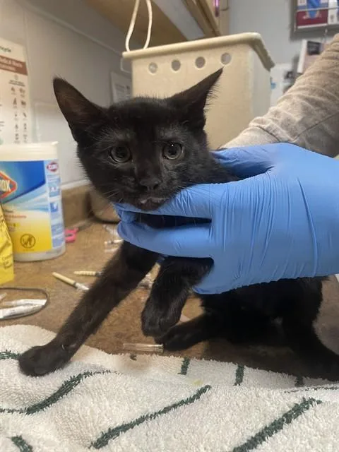 A baby small-sized male Domestic Short Hair cat named Corrie for adoption in Tallahassee, FL