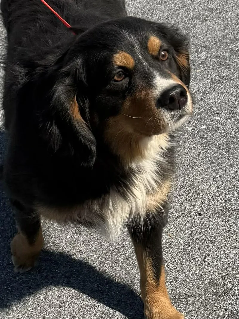 Sadie
