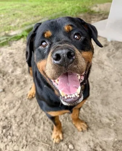 An adult large-sized male Rottweiler dog named Rayo for adoption in Inverness, FL
