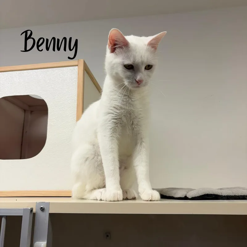 A young medium-sized male White Domestic Short Hair cat named Benny for adoption in Janesville, WI