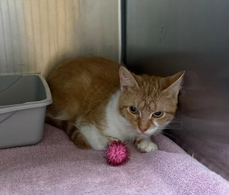 A young medium-sized female Domestic Short Hair cat named Reggae for adoption in La Porte, IN