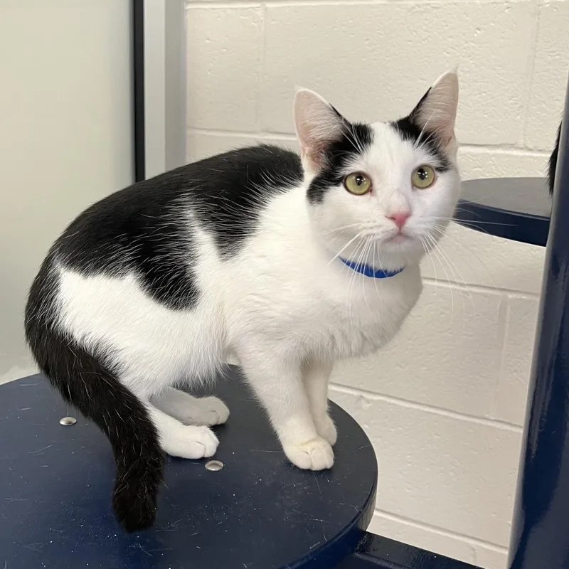 An adult medium-sized male Brown / Chocolate Domestic Short Hair cat named Dash's for adoption in Fairport, NY