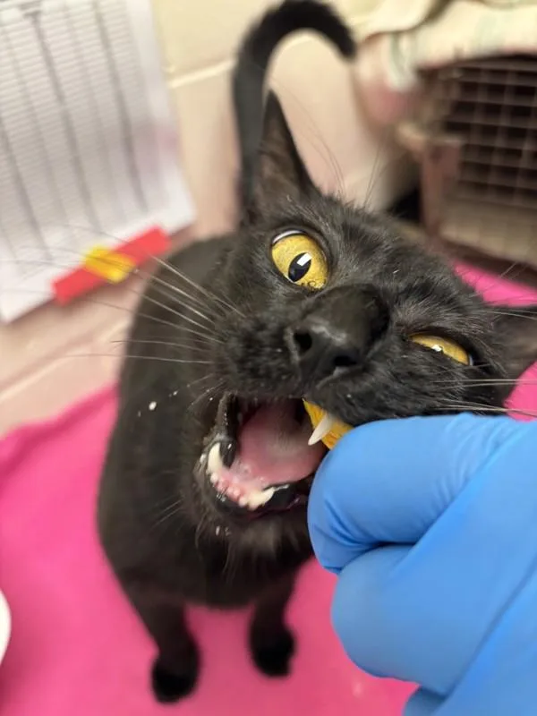 An adult small-sized female Domestic Short Hair cat named Soup for adoption in Santa Rosa, CA