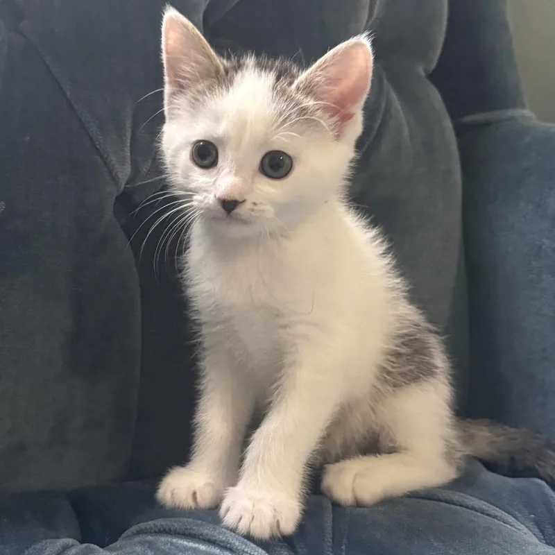 A baby small-sized male White Domestic Short Hair cat named Bubbles for adoption in Chapel Hill, NC