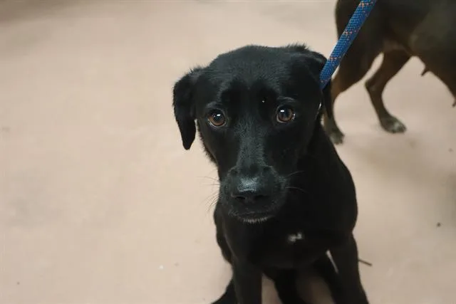 A young medium-sized male Mixed Breed dog named Shadow for adoption in Columbia, SC
