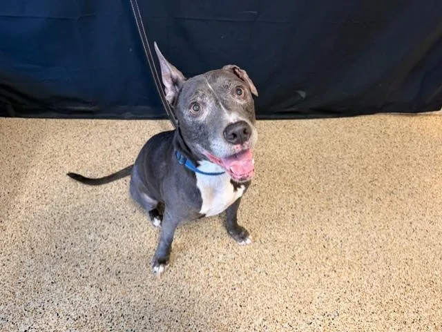 An adult large-sized male American Bulldog dog named Blue for adoption in Miami, FL