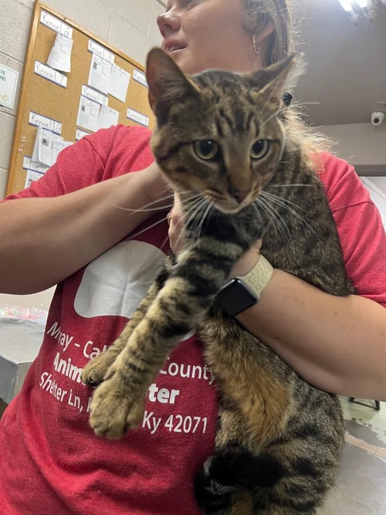 An adult medium-sized male Domestic Short Hair cat named Simon for adoption in Murray, KY