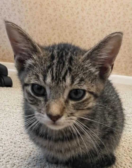 A baby small-sized female Tabby cat named Mabel C Bell for adoption in Saunderstown, RI