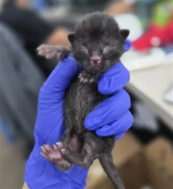 A baby medium-sized male Domestic Short Hair cat named Moe for adoption in Dallas, TX