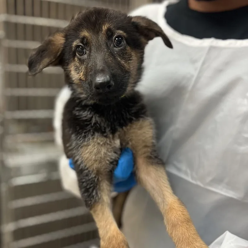 A baby small-sized female Black German Shepherd Dog dog named Lady Rainicorn for adoption in Stephens City, VA
