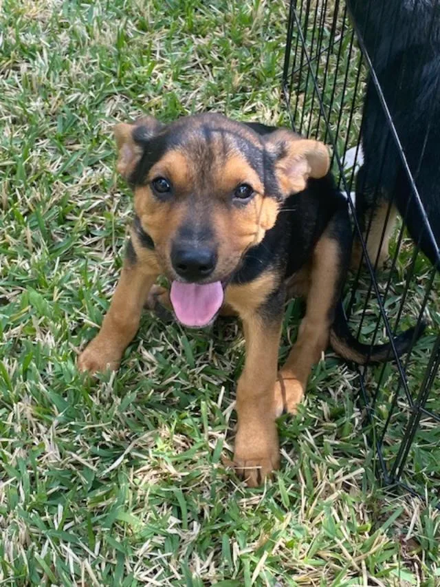 A young medium-sized female German Shepherd Dog dog named Snickers for adoption in Garland, TX