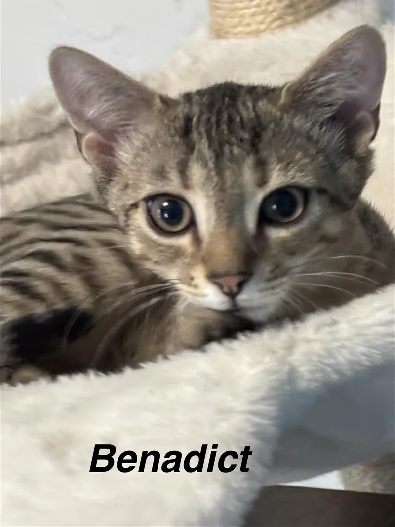 Benedict