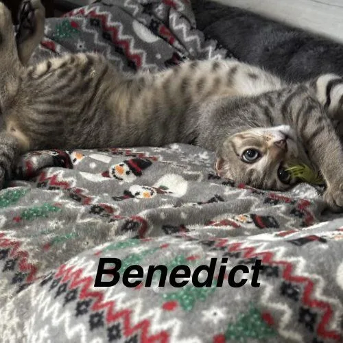 Benedict thumbnail 4