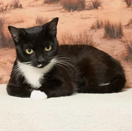 An adult medium-sized female Domestic Short Hair cat named Hydeer for adoption in West Chester, PA
