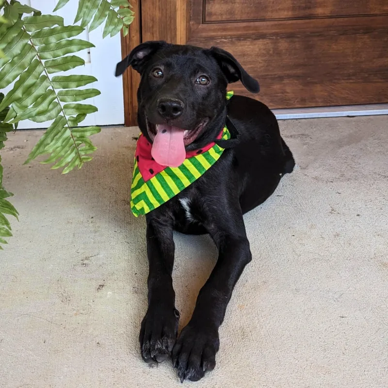 A young medium-sized female Pit Bull Terrier dog named Bashful for adoption in Helena, AL